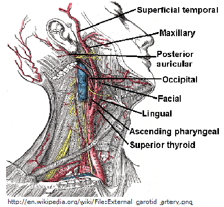 Nursing Mnemonic: PMS, Angry Ladies, and the External Carotid Artery