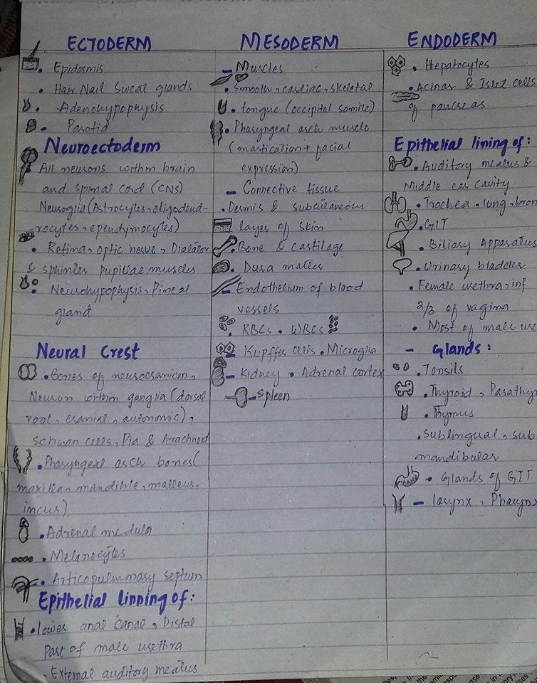 Nursing Study: Ectoderm, Mesoderm & Endoderm