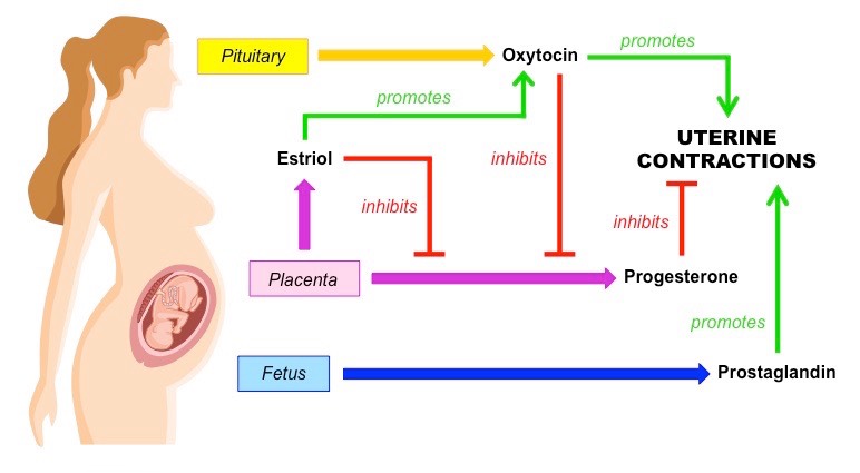 NCLEX Practice Questions: Quiz 515 - StudyPK