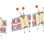 Which of the following terms do these diagrams NOT portray?