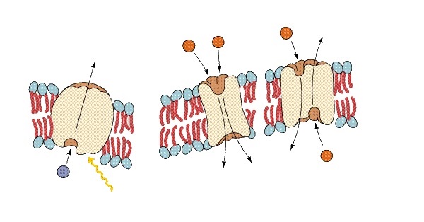 Which of the following terms do these diagrams NOT portray?