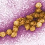 West Nile virus