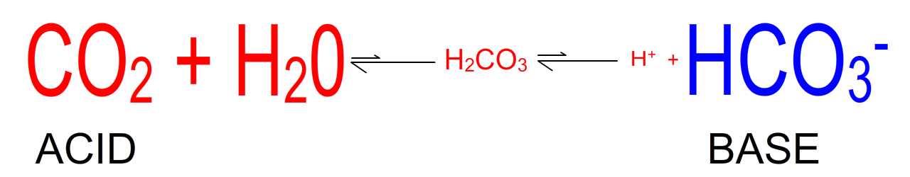 The bicarbonate buffering system in the ECF