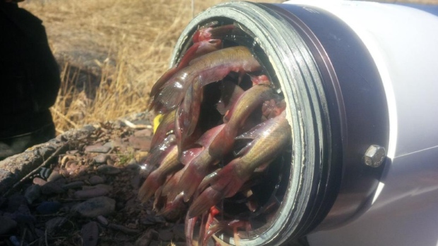 Firefighters Open Hydrant, Find It Stuffed With Fish