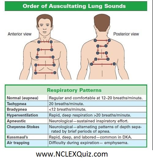 Order of Auscultating Lung Sounds