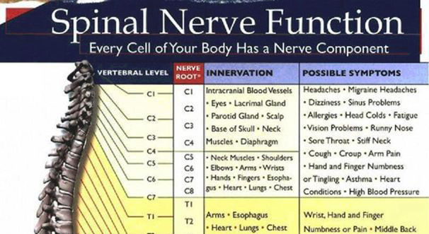 spinal nerve function chart studypk spinal nerves function chart