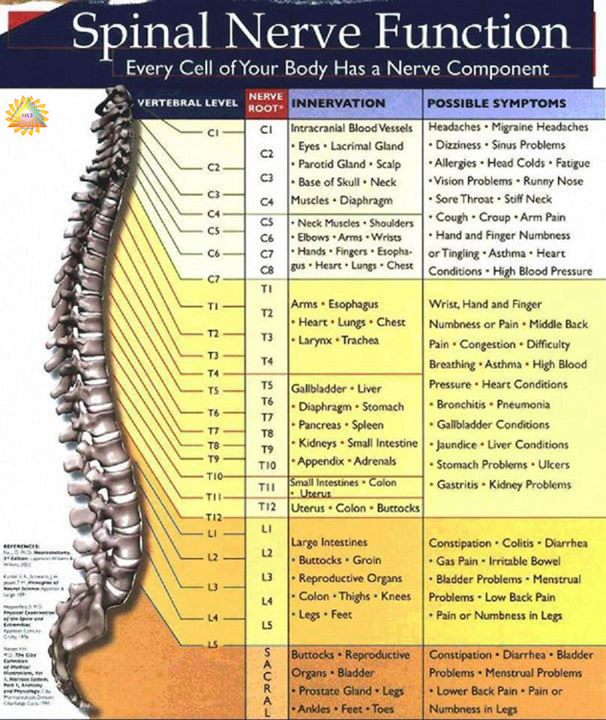 Spinal Nerve Function