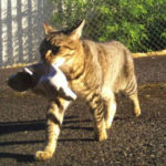 Cat Brings Home a Bag of Weed to His Owner!