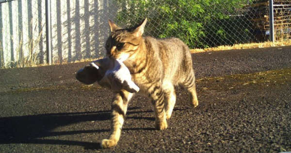 Cat Brings Home a Bag of Weed to His Owner!