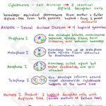 Mitosis and Meiosis MCAT Biology Cheat Sheet Study Guide