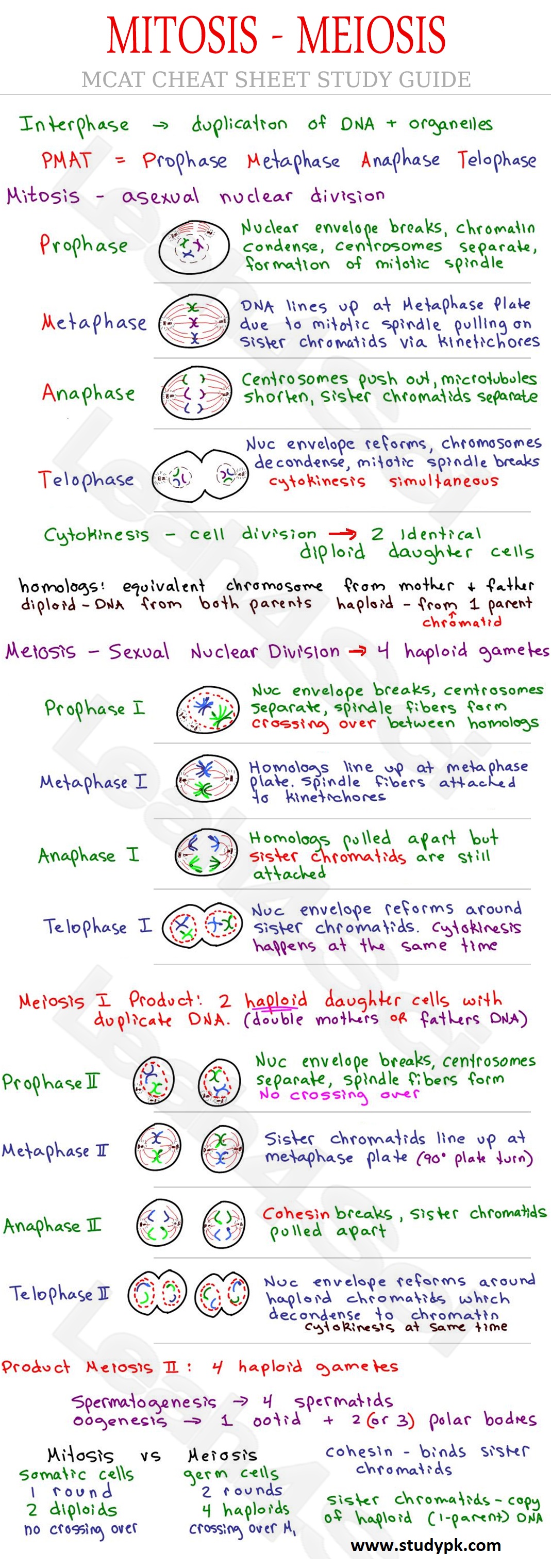 Mitosis and Meiosis MCAT Biology Cheat Sheet Study Guide