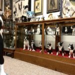 It’s a dog lovers dream, an entire museum dedicated to the Boston Terrier