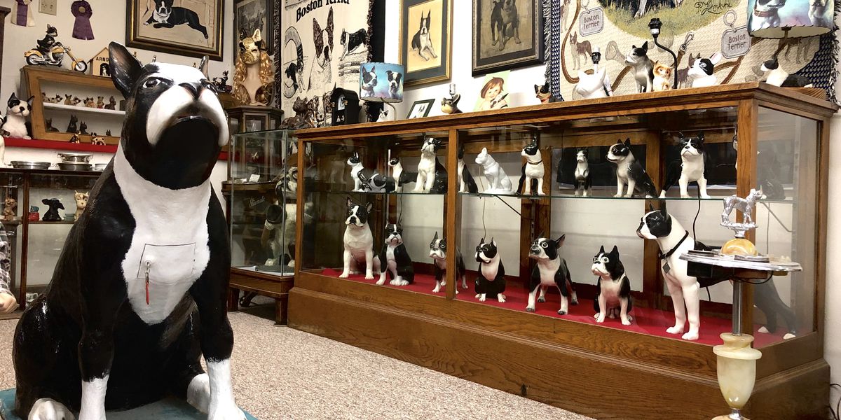 It’s a dog lovers dream, an entire museum dedicated to the Boston Terrier