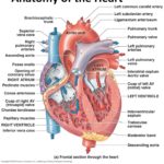 Human Heart: Diagram and Anatomy of the Heart