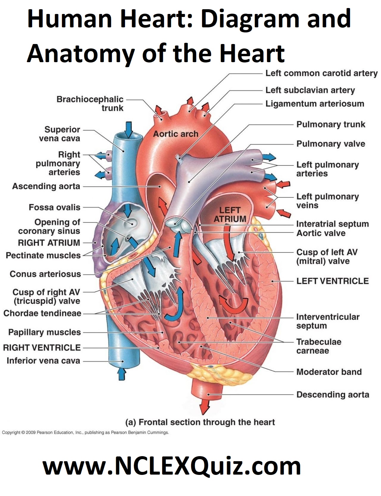 Human Heart Diagram and Anatomy of the Heart StudyPK