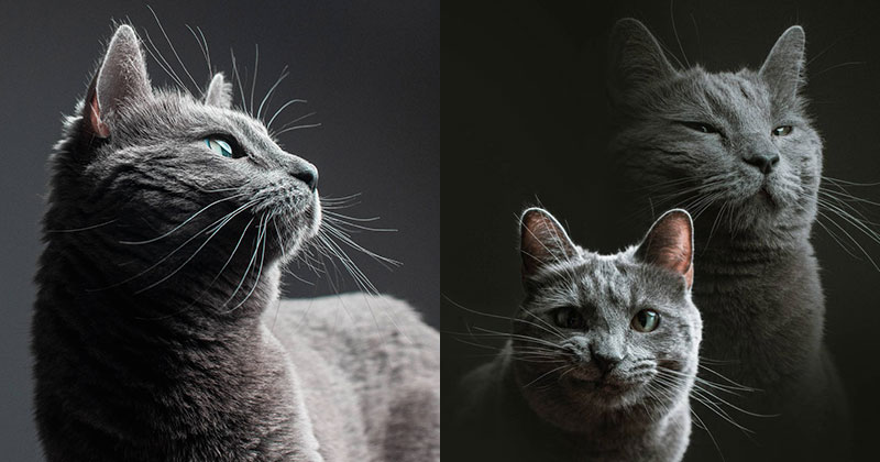 When You Ask Your Photographer Friend To Babysit Your Cat