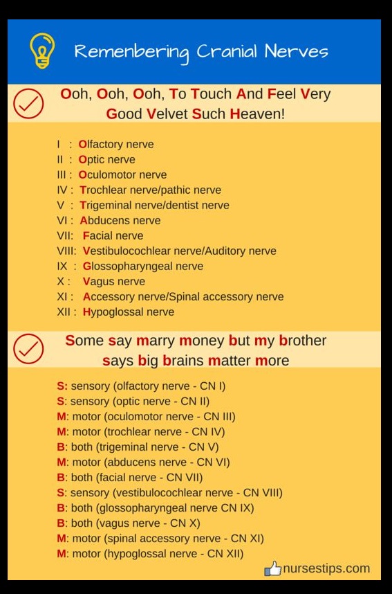 Acronym Mnemonics For Remembering 12 Cranial Nerves