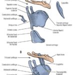 Laryngeal Cartilages Gross and Functional Anatomy of The Larynx