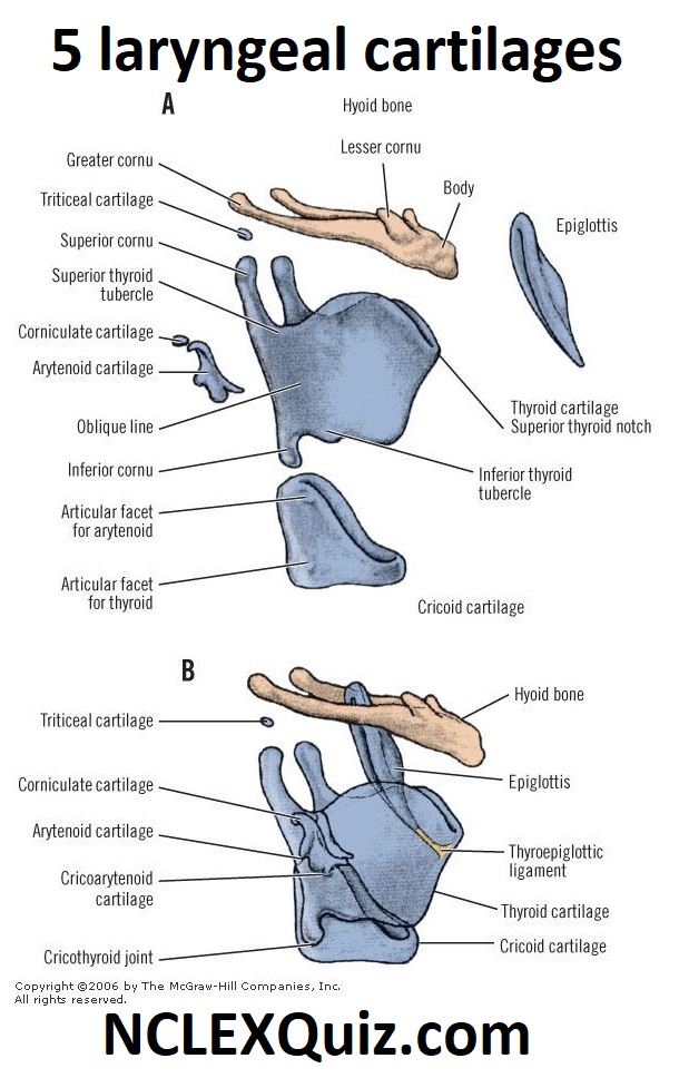 Laryngeal Cartilages Gross and Functional Anatomy of The Larynx