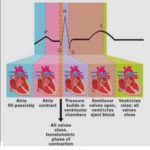 Phases of Cardiac Cycle PQRST Heart Rhythm Interpretation