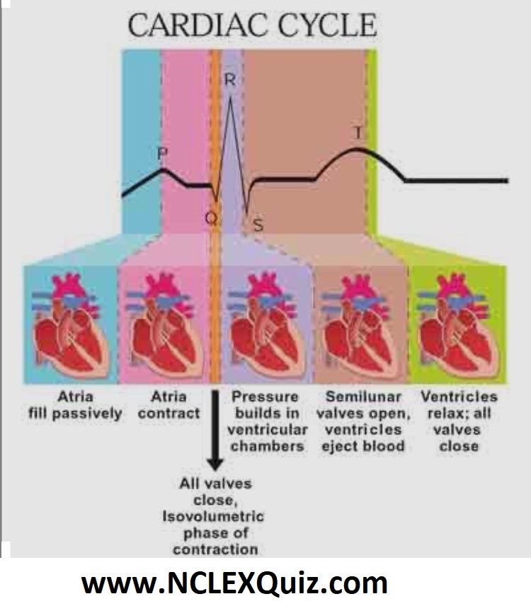 Phases of Cardiac Cycle PQRST Heart Rhythm Interpretation