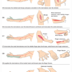 C5 C6 Cervical Radiculopathy (Pinched Nerve) Stretches & Exercises