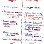 Aerobic vs Anaerobic Bacteria Cellular Respiration