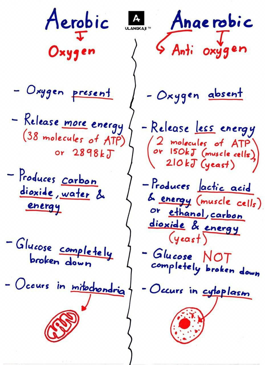 Aerobic vs Anaerobic Bacteria Cellular Respiration 