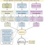 Carbohydrate Fat and Protein Metabolism Chart Cheat Sheet