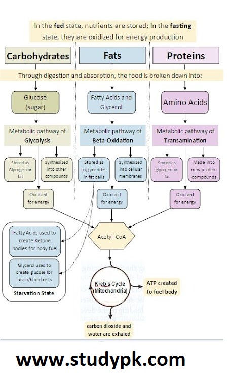 Carbohydrate Fat and Protein Metabolism Chart Cheat Sheet