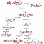 Biology: Flow Chart for Cellular Respiration