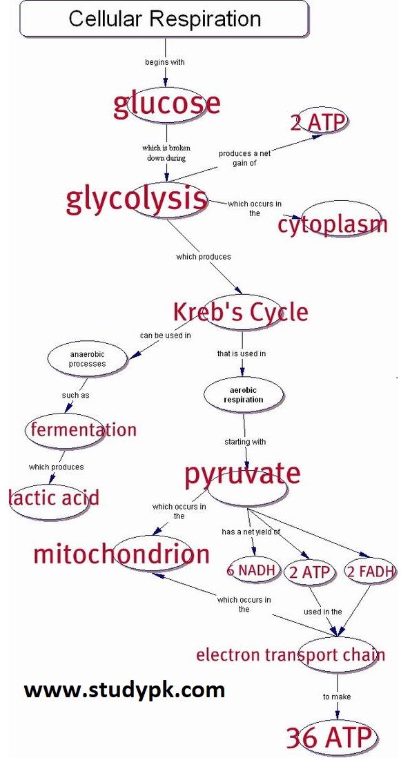 Biology: Flow Chart for Cellular Respiration