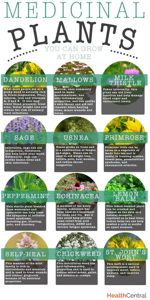 Best Medicinal Herbs to Grow at Home