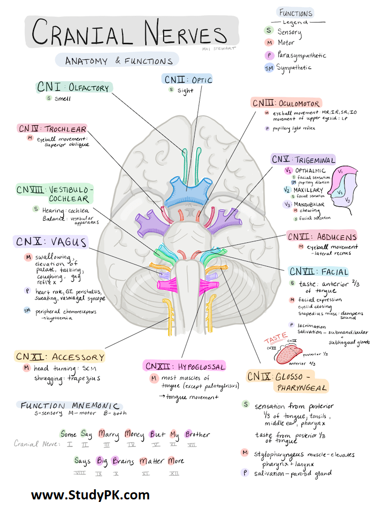 Nursing School Notes: Cranial Nerves and their General Functions 