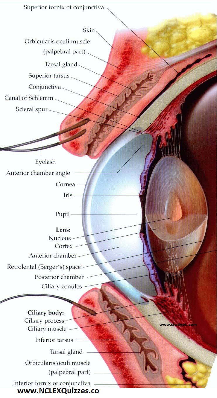 Large Human Eye Anatomy Diagram