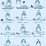Chest Physiotherapy & Postural Drainage Positions