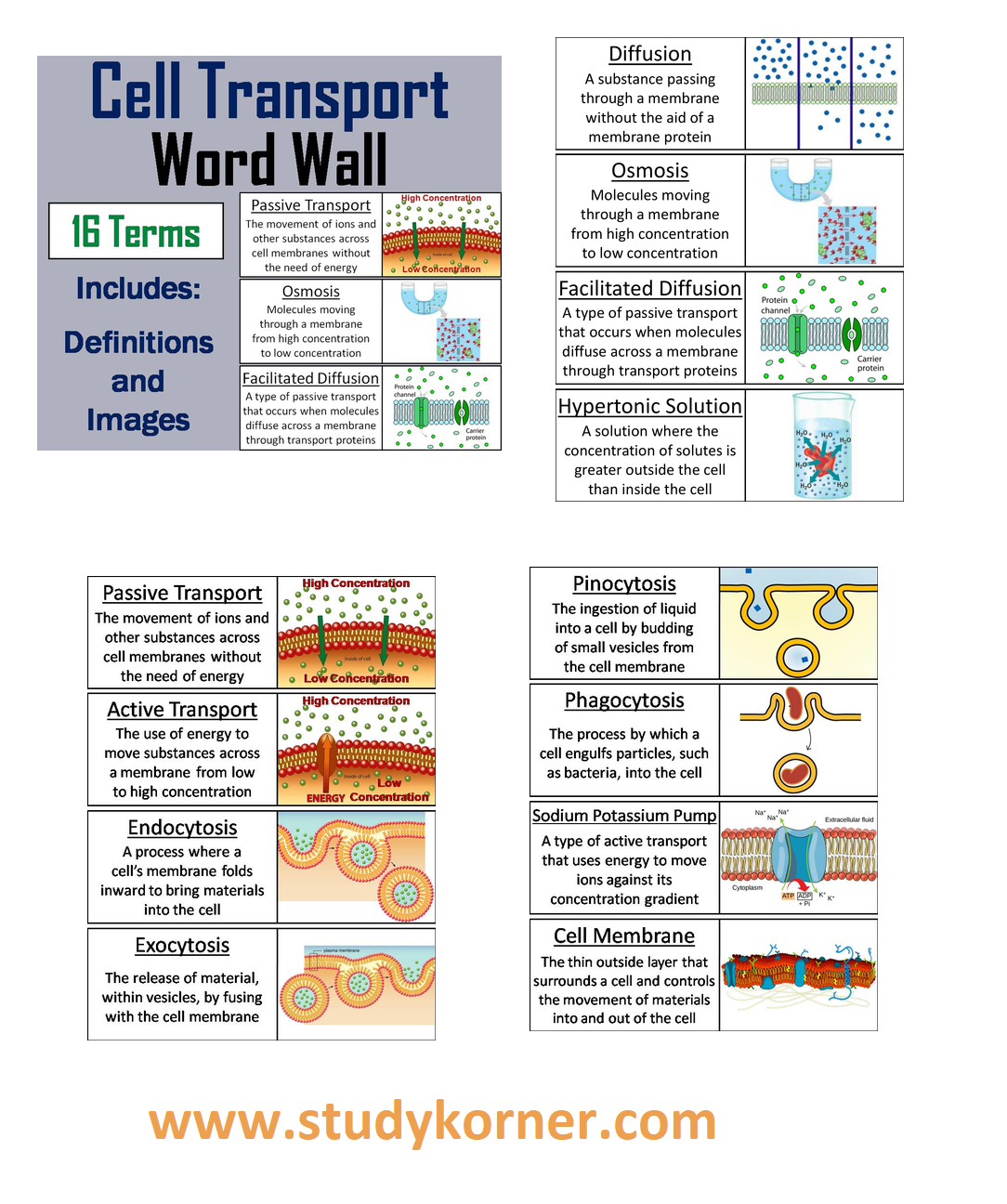 Active Transport and Passive Transport Across A Cell Membrane