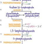 Glycolysis Flow Chart