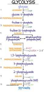 glycolysis-flow-chart-introduction-pathway-diagram-summary-studypk