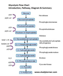 Glycolysis Flow Chart Introduction Pathway Diagram & Summary