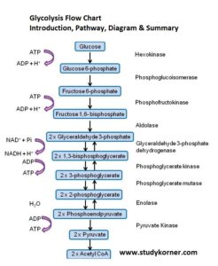 Glycolysis Flow Chart Introduction Pathway Diagram & Summary - StudyPK