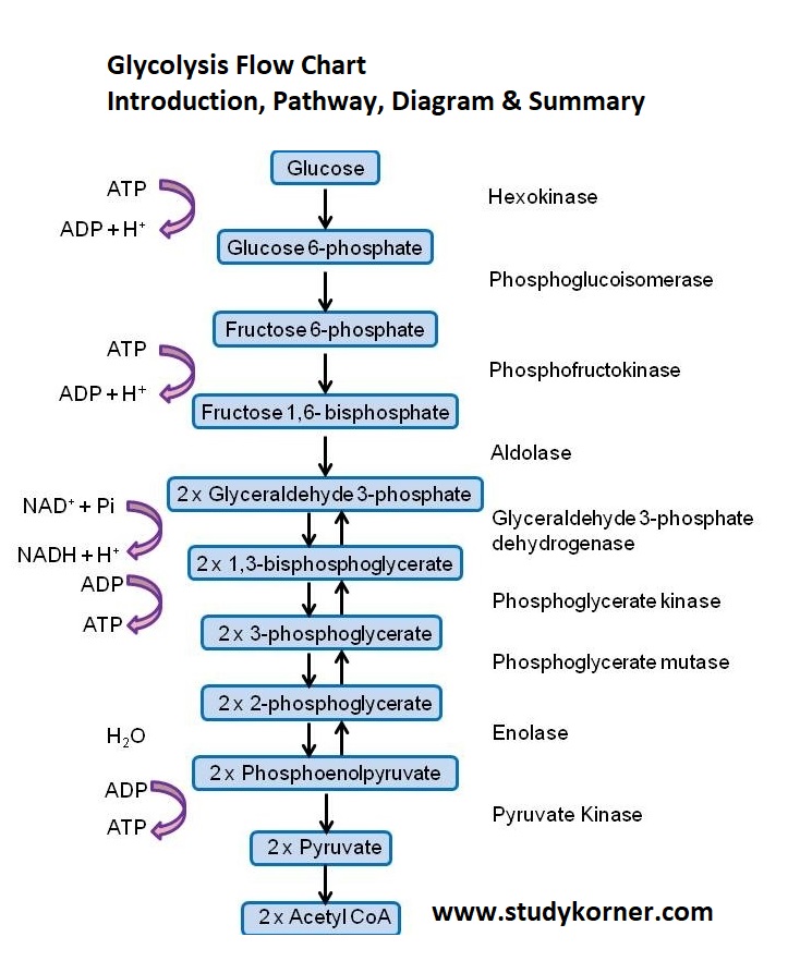 Glycolysis Flow Chart Introduction Pathway Diagram & Summary