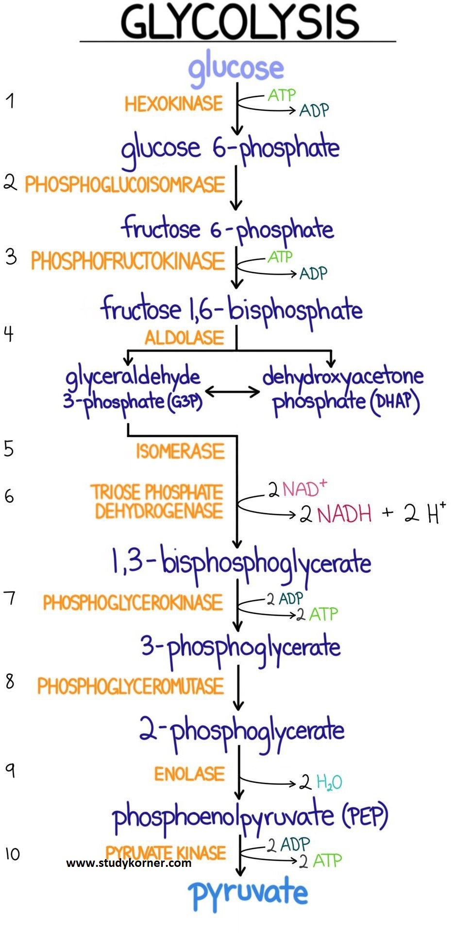 Glycolysis Flow Chart