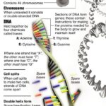 Deoxyribonucleic Acid (DNA) Biology Science Facts