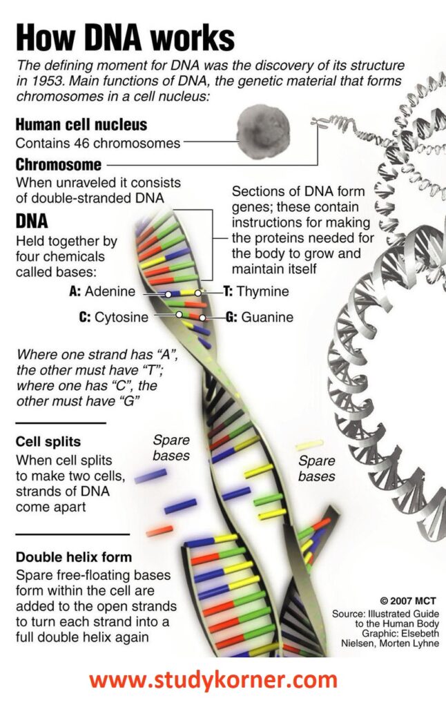 Deoxyribonucleic Acid (DNA) Biology Science Facts StudyPK