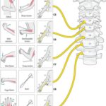 Myotome Muscles Upper Limb Neurological Examination