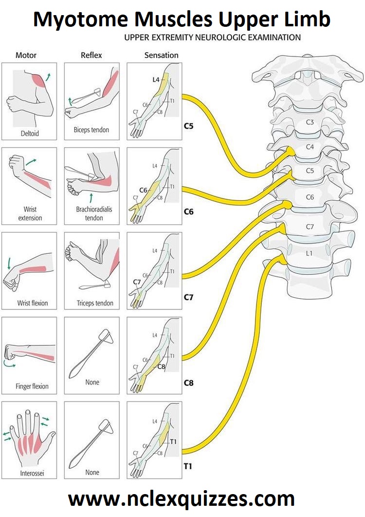 Myotome Muscles Upper Limb Neurological Examination