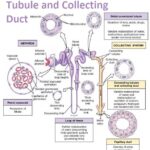 Urinary System: Renal Tubule and Collecting Duct