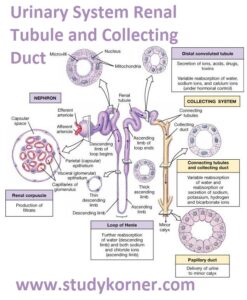 renal tubule urinary studypk
