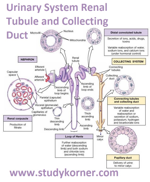 Urinary System: Renal Tubule and Collecting Duct